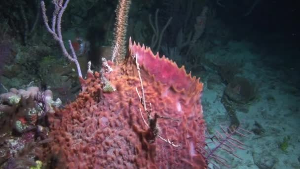 Prachtig Uitzicht Koraalriffen Het Caribisch Gebied Onder Water Zien Koraalriffen — Stockvideo