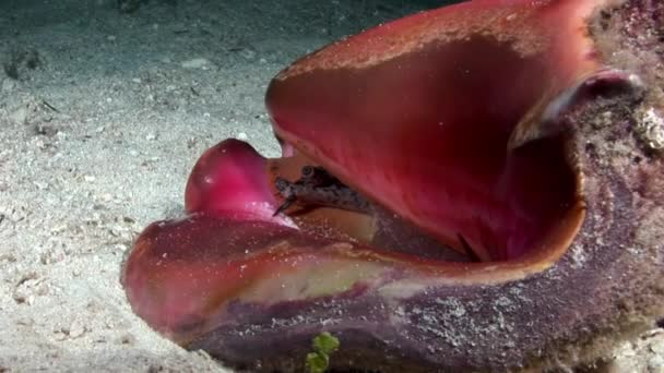 Clam Mengintip Keluar Dari Cangkang Close Bawah Air Dasar Laut — Stok Video