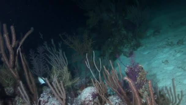 Вид Підводні Води Карибського Басейну Прекрасні Коралові Рифи Захоплює Зусилля — стокове відео