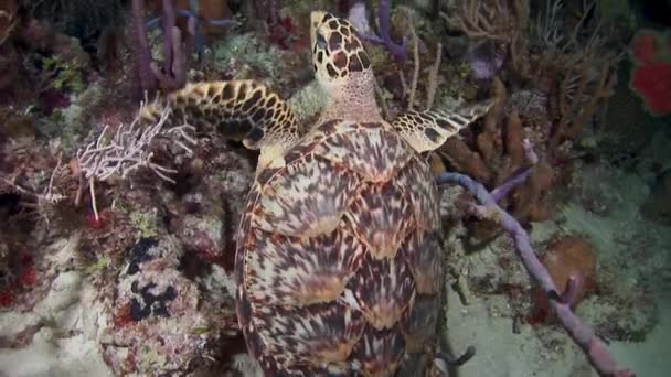 Tartaruga Marinha Vista Nadando Perto Corais Fundo Mar Caribe Close — Vídeo de Stock
