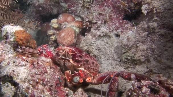 Szczelnie Czerwony Krab Poszukuje Pożywienia Dnie Morza Karaibskiego Wspaniały Stawonogi — Wideo stockowe