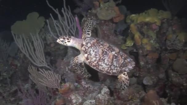 Κολύμπι Κοντά Κοράλλια Θαλάσσια Χελώνα Μπορεί Παρατηρηθεί Στην Καραϊβική Θάλασσα — Αρχείο Βίντεο