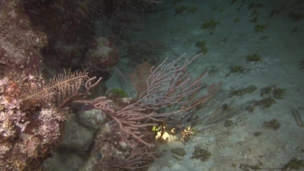 カリブ海 バハマのコモンウェルス 2020年9月3日 水中海底のダイバーの手に懐中電灯の光線でスパイシーなロブスター サンゴ礁は美しく生物多様性に富んだ生態系です — ストック動画