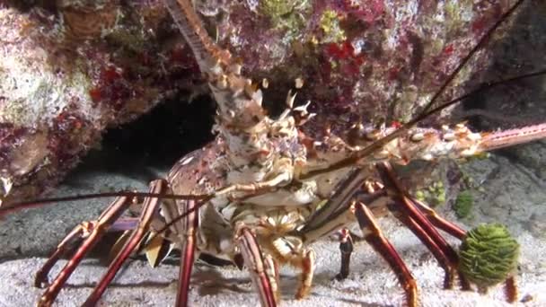 Stachelkrebse Großaufnahme Mit Langen Antennen Auf Dem Unterwasserboden Trotz Ihrer — Stockvideo