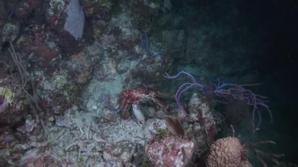 海底のクローズアップカニは ダニで食べ物をつかみ 口の中に入れます 水中世界でカニを食べるプロセス 餌を求めてサンゴを通して魅力的なアサリのカニの巣 — ストック動画