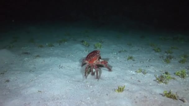 Caranguejo Está Procurando Por Sustento Leito Subaquático Mar Caribe Caranguejo — Vídeo de Stock