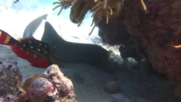 Pohled Zblízka Žraloky Útesové Jejich Přirozeném Prostředí Karibském Moři Domov — Stock video