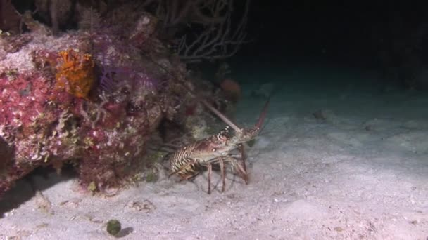 海底のサンゴの下にロブスター サンゴの底に食物を求めてロブスター 海の水中世界での甲殻類の素晴らしい生活 — ストック動画