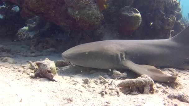 Žraloci Karibských Útesů Záběru Zblízka Pod Vodou Svět Který Mírumilovný — Stock video