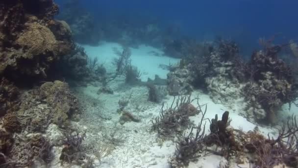 カリブ海の砂の底についての優雅なサンゴ礁のサメ 太陽の最初の光線で サンゴ礁のサメはその隠れ家に隠れています 殺人犯を見つけ出す時が来たからではなく — ストック動画