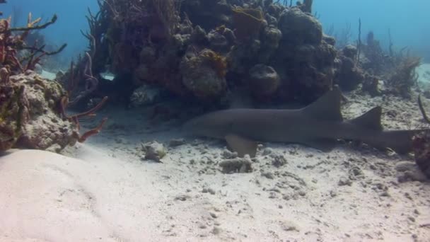 Zbliżenie Rekinów Rafowych Pływających Pod Wodą Morzu Karaibskim Podwodny Świat — Wideo stockowe