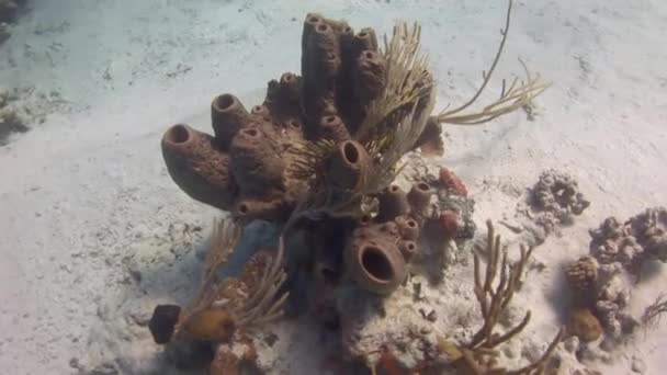 Vista Los Coloridos Arrecifes Coral Caribe Bajo Agua Increíble Los — Vídeos de Stock
