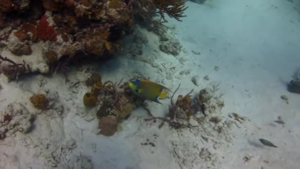 在加勒比水下可以欣赏到珊瑚礁的壮观景象 不同类型的珊瑚创造了令人目瞪口呆的环境 形成了高耸的珊瑚群和五彩斑斓的鱼类 — 图库视频影像