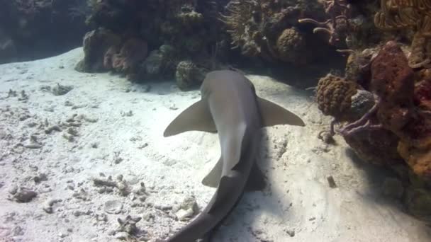 Los Tiburones Arrecifes Del Caribe Son Una Especie Tiburón Que — Vídeo de stock