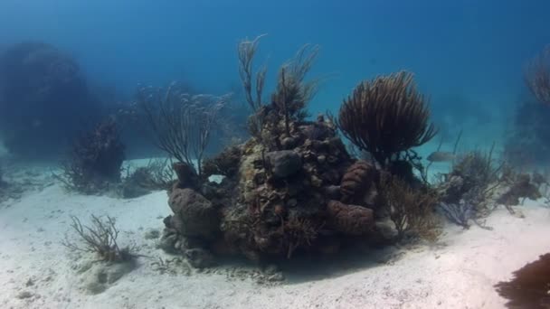 カリブ海の水生領域は美しいサンゴ礁によって活性化されています カリブ海の海の生態系の水中には壮大なサンゴ礁と特別な魚が飾られています — ストック動画