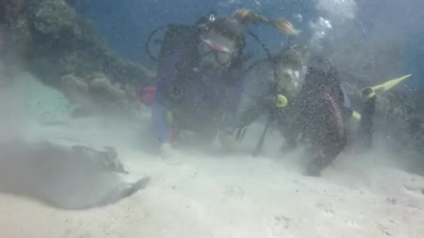 Karibiska Havet Samväldet Bahamas September 2017 Dykare Och Stingray Sandbädden — Stockvideo