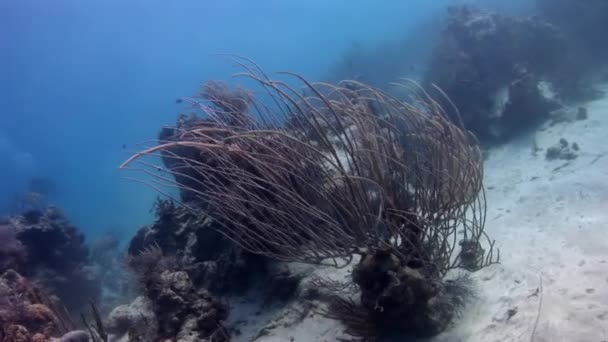 Vidět Nádherné Korálové Útesy Karibiku Pod Vodou Nejen Poskytují Prostředí — Stock video