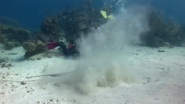 カリブ海 バハマのコモンウェルス 2017年9月14日 Stingrayはダイバーの近くのカリブ海の砂のベッドに穴を掘っています 海底の砂の中に おいしいケチが出土しています — ストック動画