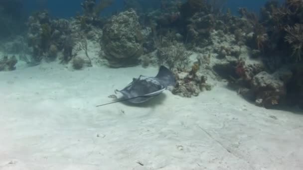 Stingrayは食べ物を求めて砂の間を泳ぐためにその平らな体を使用しています 彼らのユニークな外観 給餌習慣 生殖サイクルは それらが海洋生物に興味のある人のための魅力的な主題になります — ストック動画