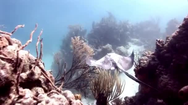 Stingray Desliza Sobre Arrecife Coral Submarino Caribe Las Mantarrayas Son — Vídeos de Stock