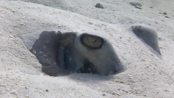 Cabeça Arraia Com Grandes Lindos Olhos Sai Areia Lovely Stingray — Vídeo de Stock