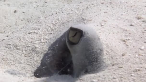 カリブ海の海底砂の中に埋葬された南のケチ 彼らは砂に沿って滑空するために彼らの平らな体を使用します 匂いの彼らの鋭い感覚で食べ物を探します — ストック動画