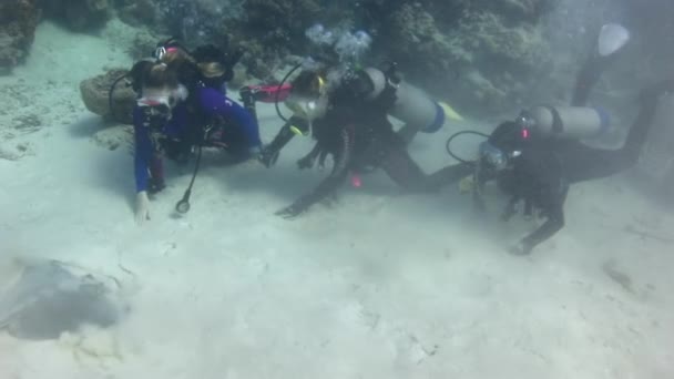Caribische Zee Gemenebest Van Bahama September 2017 Duikers Pijlstaartrog Onderwaterbodem — Stockvideo