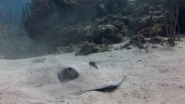 その印象的で大きな目を持つケチの頭は 砂から飛び出します きれいなケチがカリブ海の砂浜の海底にトンネルを通っています — ストック動画