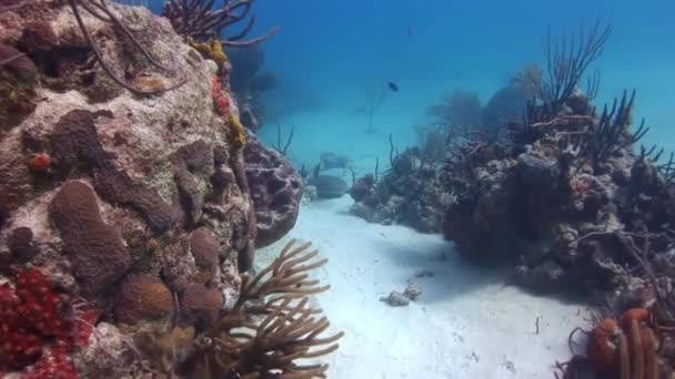 Karayip Denizi Nin Sualtı Mercan Kayalıklarında Karayip Resif Köpekbalığı Karayip — Stok video