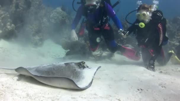Caribbean Sea Commonwealth Bahamas September 2017 Divers Sea Stingray Underwater — Stock Video