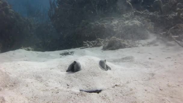 Atas Pasir Anda Dapat Melihat Kepala Ikan Pari Dengan Mata — Stok Video