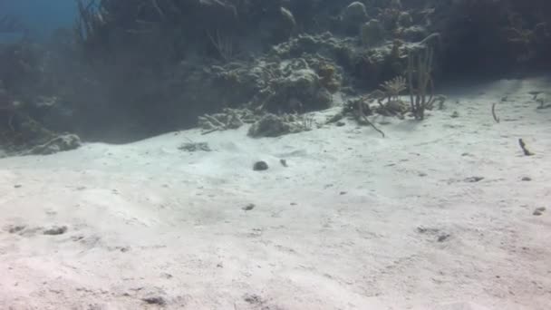 海底の砂の下からケチの目がのぞき見する 石灰色のカモフラージュ自体とカリブ海の海底に砂の下に隠れて — ストック動画