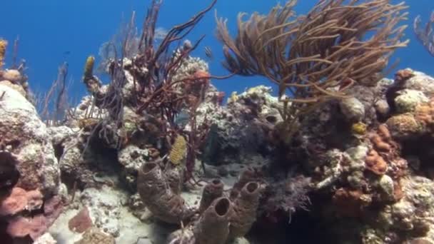 カリブ海の水中世界で素晴らしい魚と美しいサンゴ礁 カリブ海の水中世界で素晴らしい魚で満たされた豪華なサンゴ礁 — ストック動画
