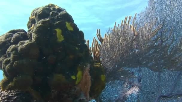 加勒比水下王国的特点是惊人的珊瑚礁 在加勒比的水下世界里 到处都是令人叹为观止的鱼 珊瑚礁令人叹为观止 — 图库视频影像
