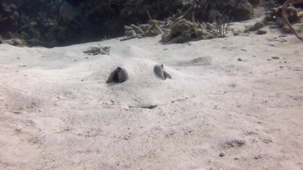 Olhos Arraia Salientes Fundo Arenoso Subaquático Enterrado Mar Caribe Stingray — Vídeo de Stock