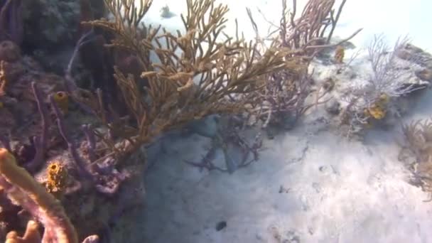 Karaiby Podwodne Oferuje Widok Wspaniałe Rafy Koralowe Ryby One Niezwykle — Wideo stockowe
