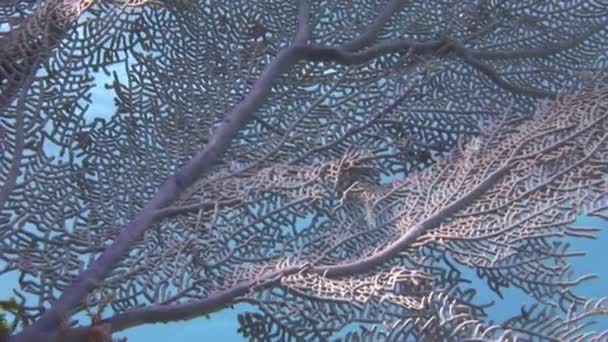水中世界のサンゴ礁でのクローズアップサンゴ カリブ海の水中の美しさは素晴らしいサンゴ礁で飾られています — ストック動画