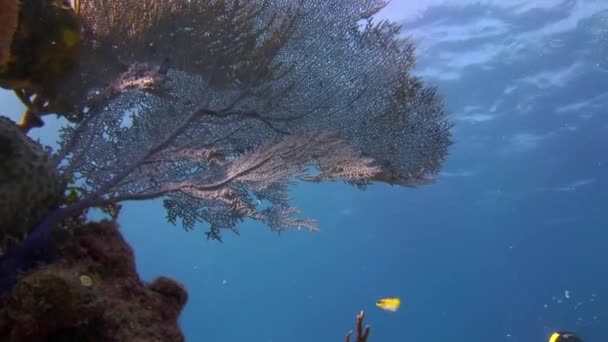 在被淹没的世界里 可以发现用非凡的鱼撞击珊瑚礁的现象 加勒比海底广阔的水域有着令人眼花缭乱的珊瑚礁和迷人的鱼类 — 图库视频影像