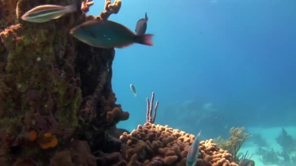 カリブ海の水没した領域には美しいサンゴ礁があります カリブ海の水中世界では 驚くべき魚を誇る絶妙なサンゴ礁があります — ストック動画