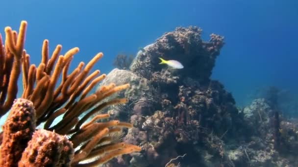 カリブ海の水中世界には素晴らしいサンゴ礁があります カリブ海の魅力的な水中世界は素晴らしいサンゴ礁と魅力的な魚が特徴です — ストック動画
