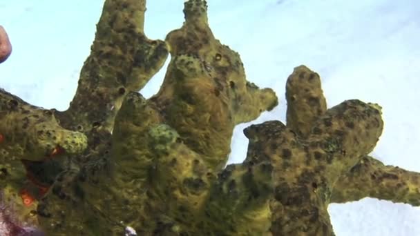 Nahaufnahme Einer Koralle Die Aussieht Wie Ein Schwamm Der Karibik — Stockvideo