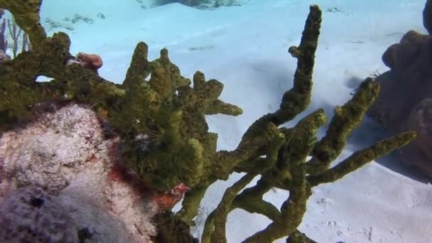 Korallen Die Wie Meeresschwämme Auf Dem Unterwasserboden Der Karibik Aussehen — Stockvideo