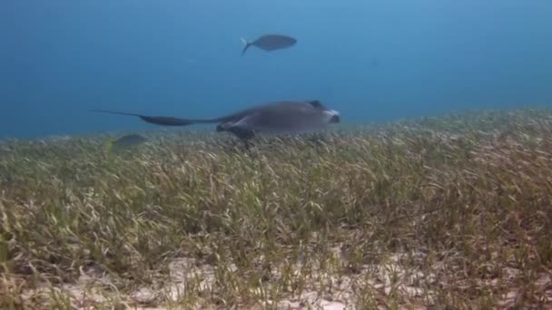 カリブ海の海底にあるStingray Dasatis Americana 尾の付け根の近くに毒針があり自分を守るために使うことができます — ストック動画