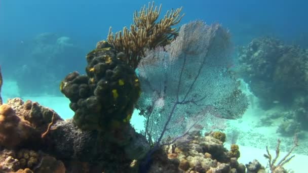 カリブ海の水中楽園は息をのむようなサンゴ礁によって強化されています カリブ海の水中世界で素晴らしい魚を収容する素晴らしいサンゴ礁を観察することができます — ストック動画