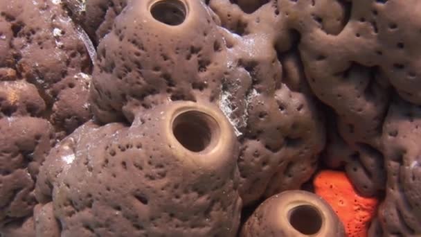 Підводні Групи Губок Морському Дні Демосконги Зазвичай Характеризуються Якими Гнучкими — стокове відео