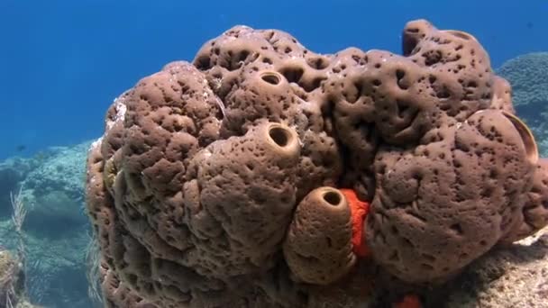 Demohouby Nebo Prostě Demospongie Jsou Skupina Mořských Hub Pod Vodou — Stock video