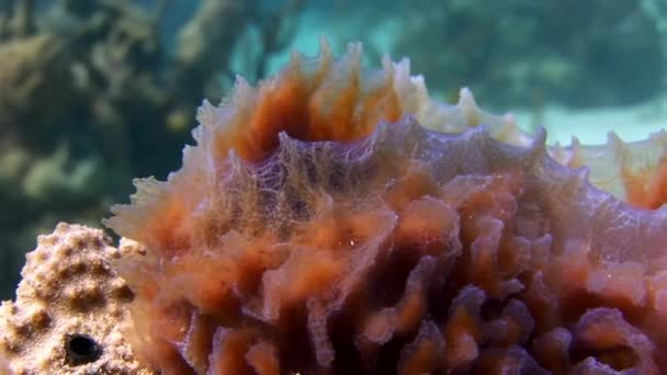Υποβρύχια Βυθός Της Καραϊβικής Θάλασσας Ζεστό Νερό Μεγάλη Ορατότητα Και — Αρχείο Βίντεο