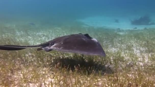 美国南部的黄貂鱼在海底游泳 Stingrays也以其独特的生殖习惯而闻名 — 图库视频影像
