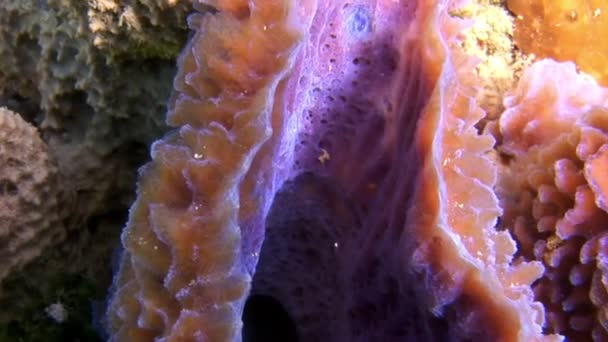 Unterwasserboden Mit Korallen Der Karibik Mit Warmem Wasser Guter Sicht — Stockvideo