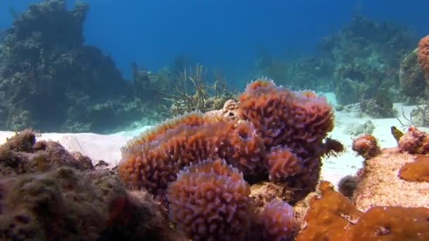 カリブ海の海底に赤いサンゴ カリブ海のサンゴ礁は水中世界で最も美しく生物多様性に富んだ生態系の一部です — ストック動画